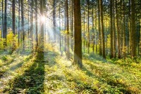 Sonnenlicht Strahlen im Wald